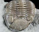 Long Eldredgeops Trilobite - Paulding, Ohio #55452-5
